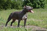 AMSTAFF ADULT 473